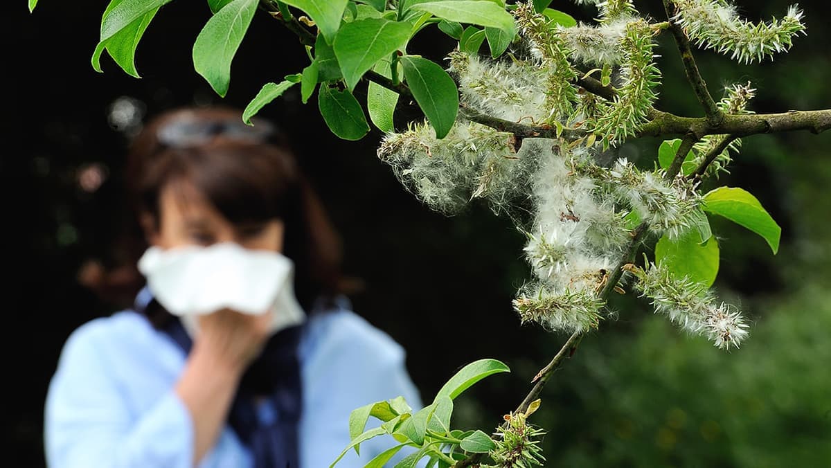 Allergies pollens 2026 : Le risque est-il élevé dans le Nord ? Calendrier et bons réflexes